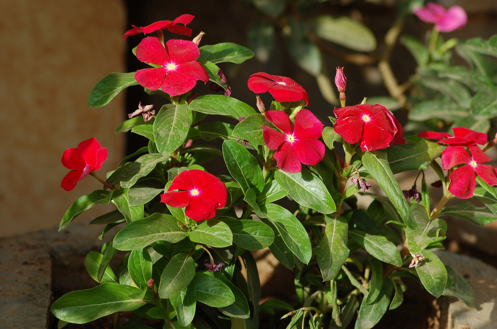 پروانش,وینکا,Catharanthus roseus,Periwinkle, Sadabahar
